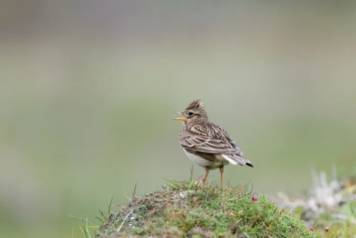 Framed Print : Skylark - calling - UK Framed Print : Skylark - calling - UK
