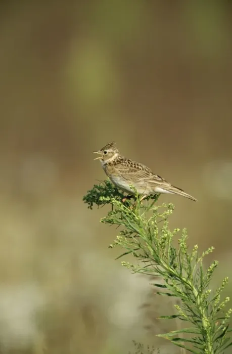 Framed Print : Skylark CK 4030 Singing Alauda arvensis © Chris Knights / ARDEA LONDON Framed Print : Skylark CK 4030 Singing Alauda arvensis © Chris Knights / ARDEA LONDON