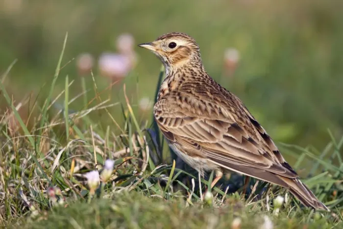 Framed Print : Skylark - Cornwall - UK Framed Print : Skylark - Cornwall - UK