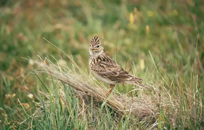 Framed Print : Skylark DH 2589 Alauda arvensis © Don Hadden / ARDEA LONDON Framed Print : Skylark DH 2589 Alauda arvensis © Don Hadden / ARDEA LONDON