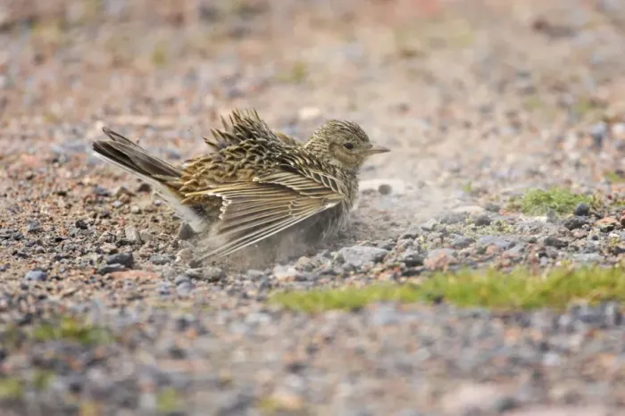 Framed Print : Skylark - Dustbathing Shetland Mainland, UK BI010901 Framed Print : Skylark - Dustbathing Shetland Mainland, UK BI010901