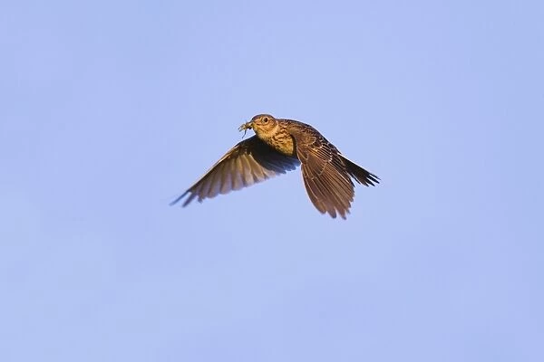 Skylark - in flight carrying insect - Cornwall - UK
