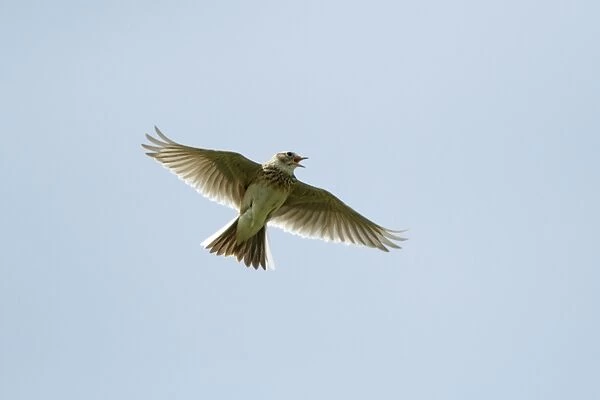 Skylark - in flight singing - Lower Saxony - Germany