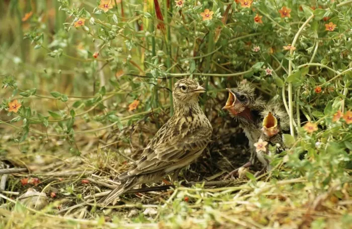 Framed Print : Skylark At nest Framed Print : Skylark At nest