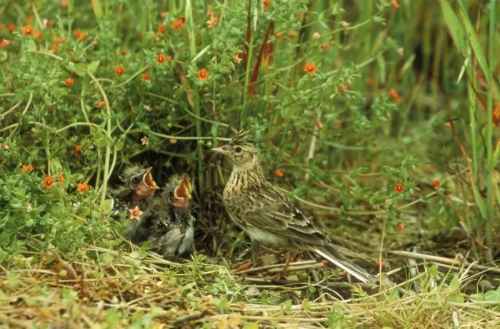 Framed Print : Skylark At nest with young Framed Print : Skylark At nest with young