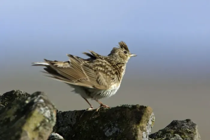 Framed Print : Skylark-preening itself on stone wall in windy conditions, Northumberland UK Framed Print : Skylark-preening itself on stone wall in windy conditions, Northumberland UK