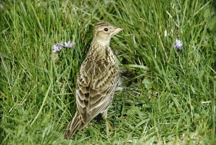 Framed Print : Skylark PS 8482 Fetlar, Shetland, Scotland. Alanda arvensis © Peter Steyn / ardea. com Framed Print : Skylark PS 8482 Fetlar, Shetland, Scotland. Alanda arvensis © Peter Steyn / ardea. com