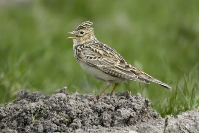 Framed Print : Skylark - Singing from mole-hill Northumberland, England