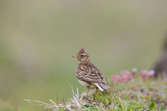 Framed Print : Skylark - UK Framed Print : Skylark - UK