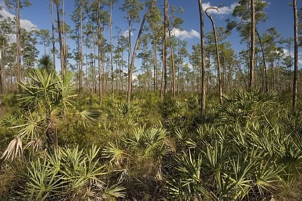 Slash pine (Pinus elliottii) and saw-palmetto woodland, in the Everglades National Park USA