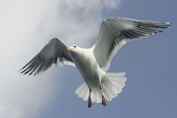 Slaty-Backed Gull - in flight. Hokkaido, Japan