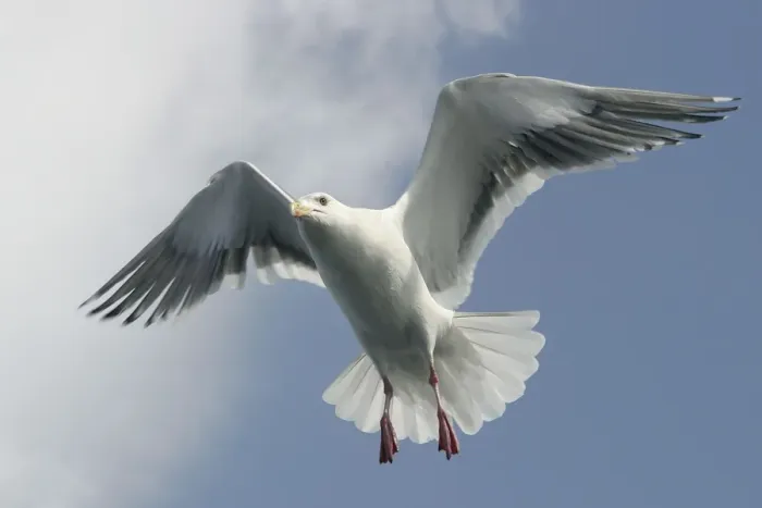 Framed Print : Slaty-Backed Gull - in flight. Hokkaido, Japan Framed Print : Slaty-Backed Gull - in flight. Hokkaido, Japan