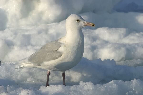 Slaty-Backed Gull. Hokkaido, Japan