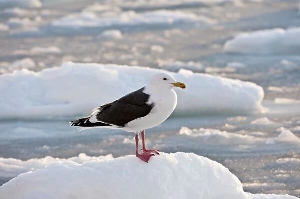 Slaty-backed Gull - standing on sea ice - Hokkaido Island - Japan