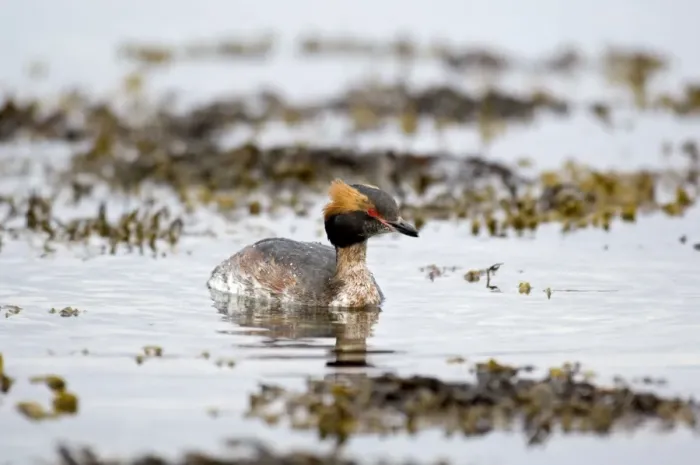 Framed Print : Slavonian Grebe - Swimming in loch - Mull - Scotland Framed Print : Slavonian Grebe - Swimming in loch - Mull - Scotland