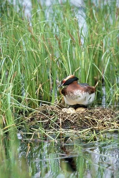 Slavonian  /  Horned Grebe - on nest with eggs