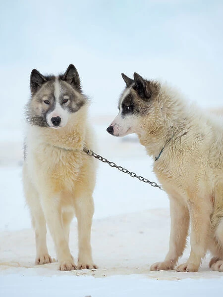 Sled dogs on sea ice during winter near Uummannaq in northern West Greenland beyond the Arctic Circle. Greenland, Danish territory Date: 07-03-2020