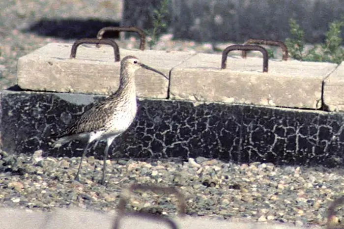 : Slender-billed Curlew - Yemen : Slender-billed Curlew - Yemen