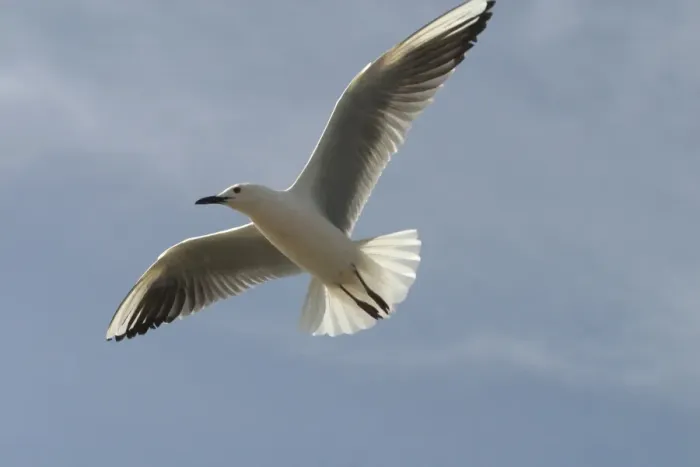 Framed Print : Slender-billed Gull - In flight. At Es Sejoumi, Tunisia, North Africa Framed Print : Slender-billed Gull - In flight. At Es Sejoumi, Tunisia, North Africa