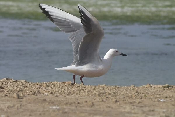 Slender-billed Gull, wings raised. - At Es Sejoumi, Tunisia, North Africa