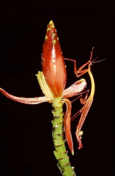 Slender Flower Mantis - Sabah, Borneo, Malaysia, Borneo - Sabah JPF33192
