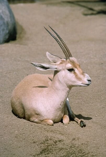 Slender-horned  /  Rhim  /  Sand Gazelle - endangered, female. Distrubution: Eastern Sahara Desert