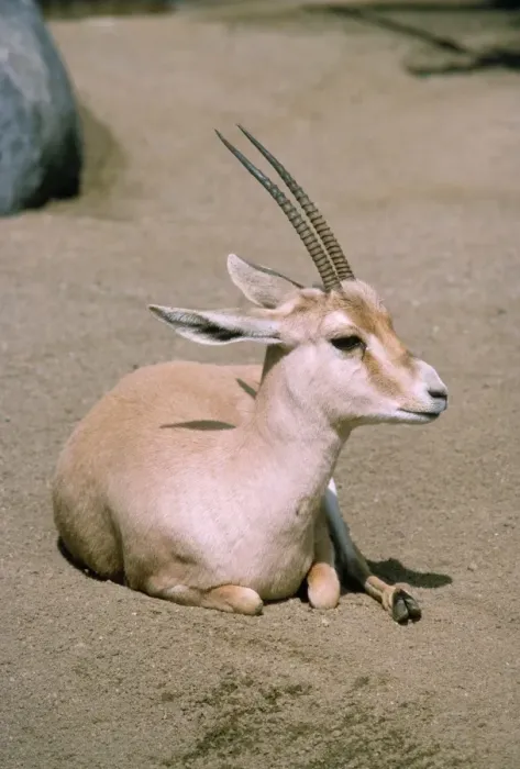 Framed Print : Slender-horned / Rhim / Sand Gazelle - endangered, female. Distrubution: Eastern Sahara Desert Framed Print : Slender-horned / Rhim / Sand Gazelle - endangered, female. Distrubution: Eastern Sahara Desert