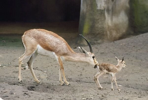 Slender-horned  /  Rhim  /  Sand Gazelle - female with newborn young. Distrubution: Sahara Desert