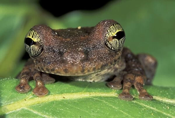 Slender-legged Treefrog - Giant Broad-headed Treefrog - Tuparro National Park - Colombia