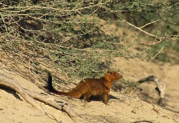 Slender Mongoose - red phase Kalahari Gemsbok Park, South Africa. Formerly Herpestes sanguinea