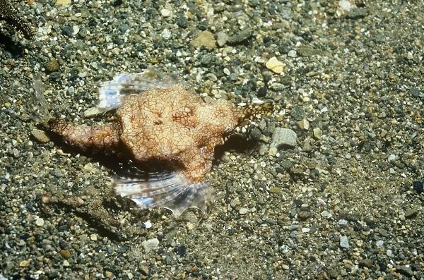 Slender Sea Moth - female Indonesia, Australia