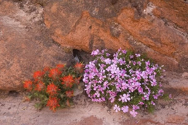 Slickrock  /  Rough Indian Paintbrush and Long-leaf  /  Long-leaved Phlox (Phlox longifolia) - growing in a crack in red canyon walls - Zion National Park, Utah, USA