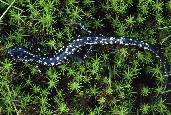 Slimy Salamander Pennsylvania, USA