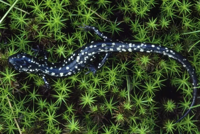 Framed Print : Slimy Salamander Pennsylvania, USA Framed Print : Slimy Salamander Pennsylvania, USA