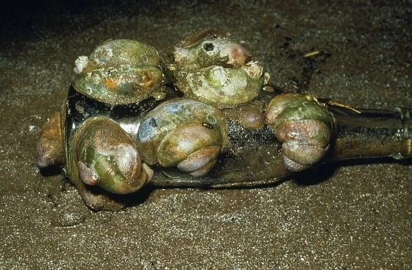 Slipper Limpets - chains of one on top of another, onold bottle