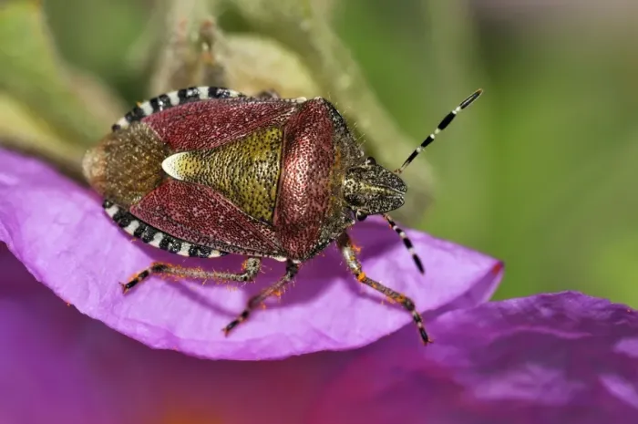 Framed Print : Sloe / Hairy Shieldbug Framed Print : Sloe / Hairy Shieldbug