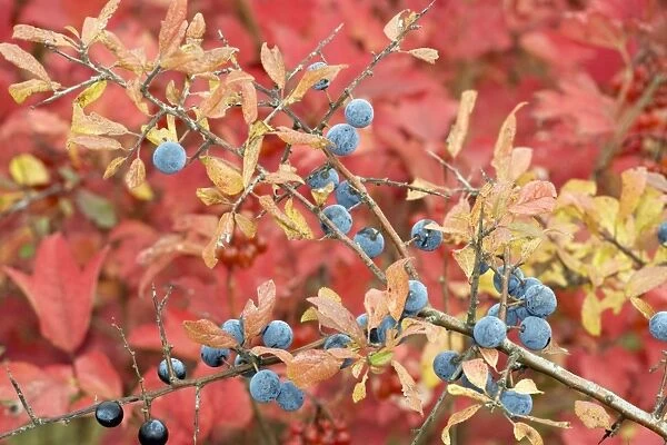 Sloes, with the foliage of guelder rose beyond; autumn colour