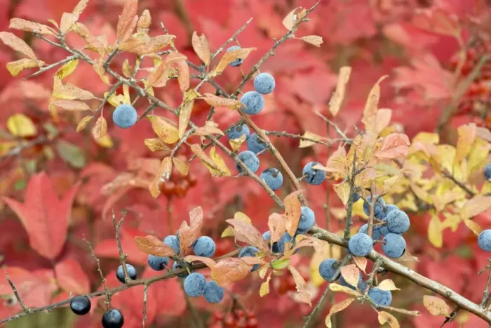 Framed Print : Sloes, with the foliage of guelder rose beyond; autumn colour Framed Print : Sloes, with the foliage of guelder rose beyond; autumn colour