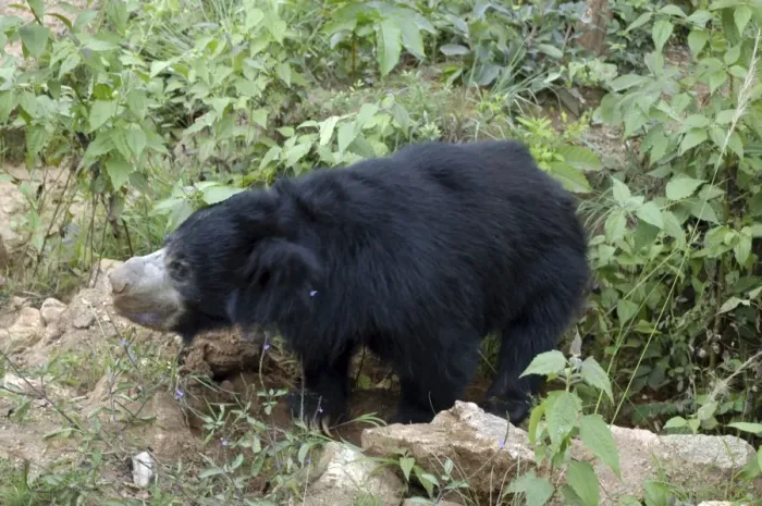 Framed Print : Sloth bear, India Framed Print : Sloth bear, India