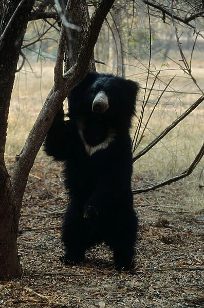 Sloth Bear Ranthambhor National Park, India