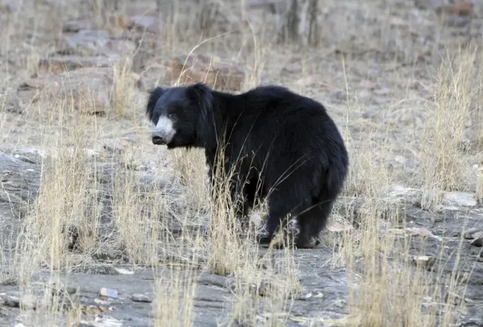 Framed Print : Sloth Bear - Ranthambhore National Park, Rajasthan, India Framed Print : Sloth Bear - Ranthambhore National Park, Rajasthan, India