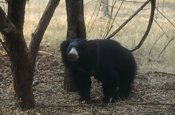 Sloth Bear In wooded area India