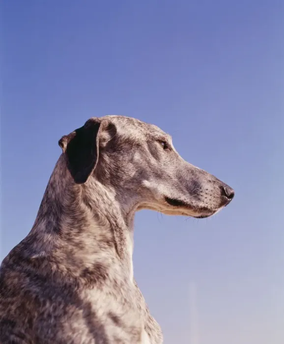 Framed Print : Sloughi Dog JPF 1086 © Jean-Paul Ferrero / ARDEA LONDON Framed Print : Sloughi Dog JPF 1086 © Jean-Paul Ferrero / ARDEA LONDON