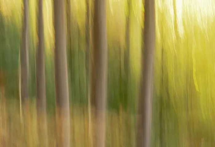 Framed Print : Slovenia, Triglav National Park. Freeform images of tree trunks with fall colors behind. Date: 15-10-2021 Framed Print : Slovenia, Triglav National Park. Freeform images of tree trunks with fall colors behind. Date: 15-10-2021