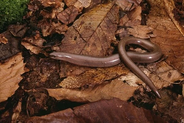 Slow-worm. PPG-292. Slow worm. Anguis fragilis