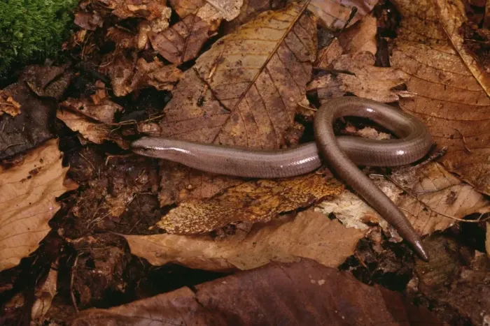 Framed Print : Slow-worm. PPG-292. Slow worm. Anguis fragilis Framed Print : Slow-worm. PPG-292. Slow worm. Anguis fragilis