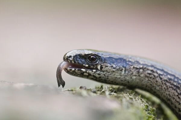 Slow Worm - close up study showing flickering tongue - Lower Saxony - Germany