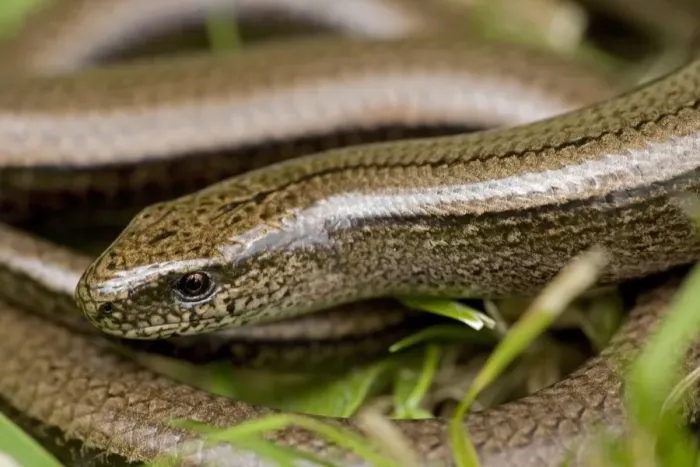 Framed Print : Slow Worm - England - UK - Legless lizard - Feeds on slow-moving creatures such as slugs - Tends to lie up under roots-stones-old planks compost heaps-etc - Common throughout Britain Framed Print : Slow Worm - England - UK - Legless lizard - Feeds on slow-moving creatures such as slugs - Tends to lie up under roots-stones-old planks compost heaps-etc - Common throughout Britain