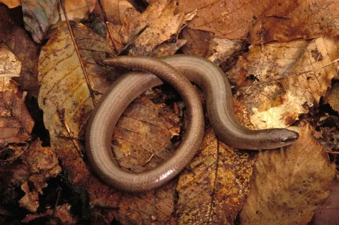 Framed Print : Slow Worm Europe Framed Print : Slow Worm Europe