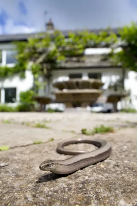Framed Print : Slow Worm - in garden - Cornwall, UK